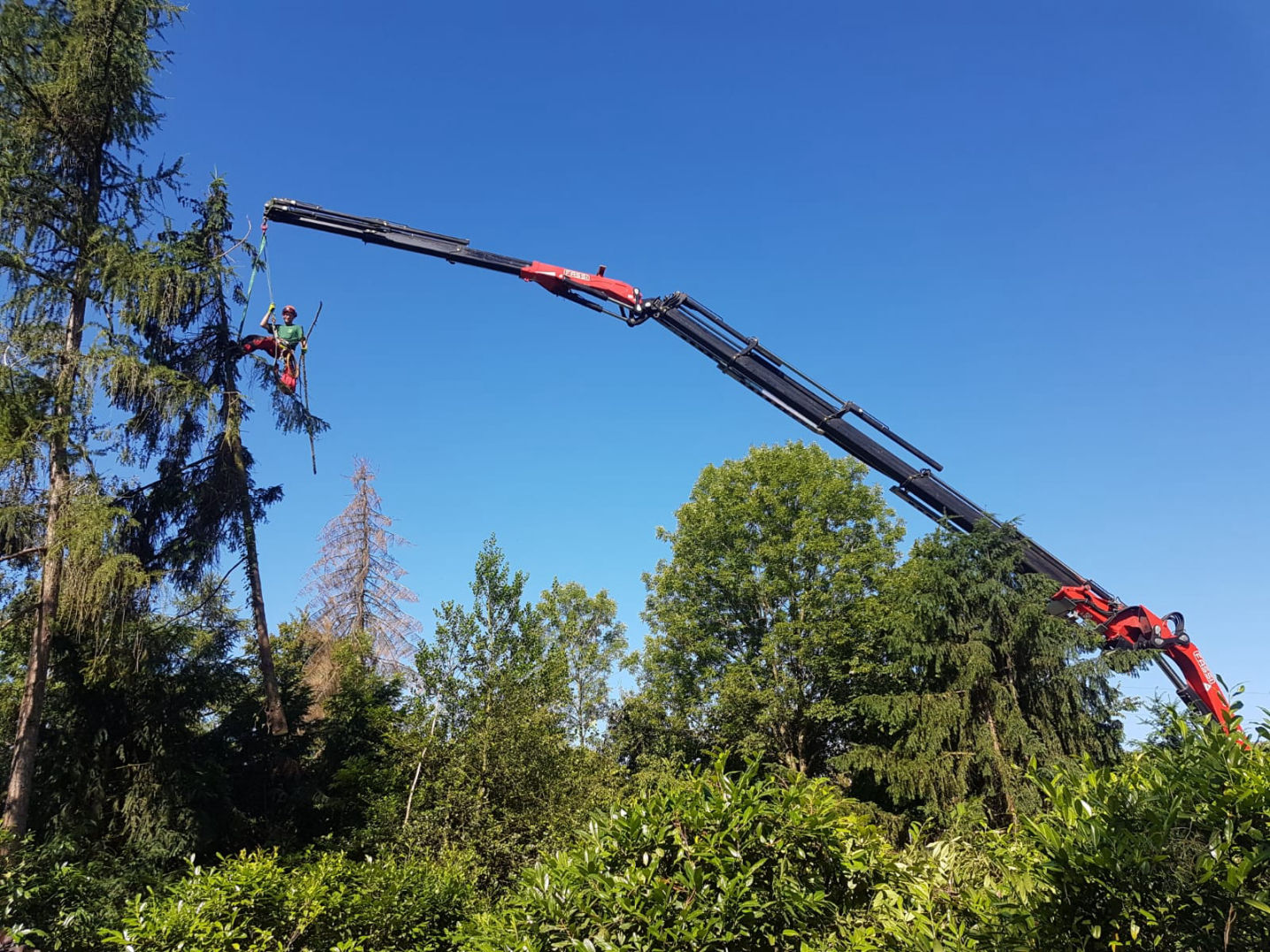 Baumfällung